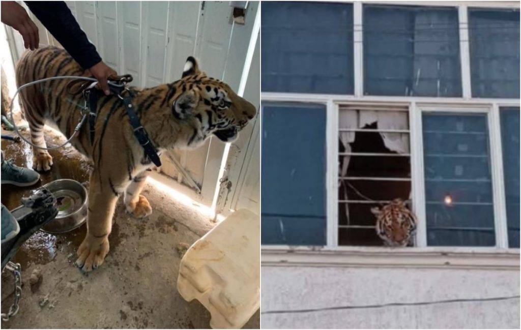 Rescatan tigre de bengala en Chimalhuacán