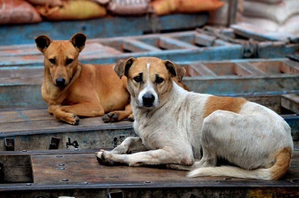 Alerta por robo masivo de perros en Culiacán, temen que los vendan a taquerías