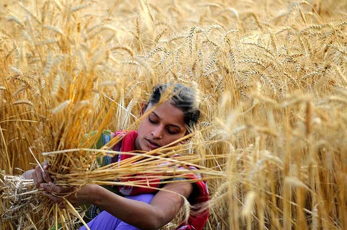 India suspende exportación de trigo y se dispara el precio