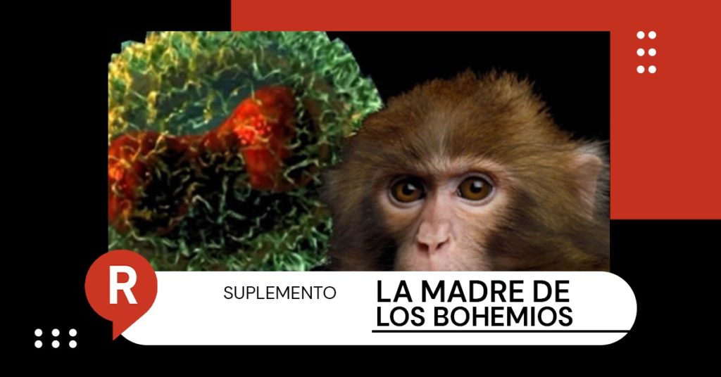 La OMS declaró una emergencia de salud pública internacional debido al incremento de casos de viruela del mono que se han reportado, aquí te explicamos de qué trata esta enfermedad 
