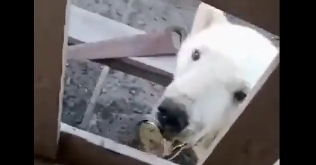 Un oso polar buscó ayuda humana para sacarse una lata que se le había atorado en la boca, pero no fue hasta que veterinarios lo ayudaron que pudo sobreponerse 