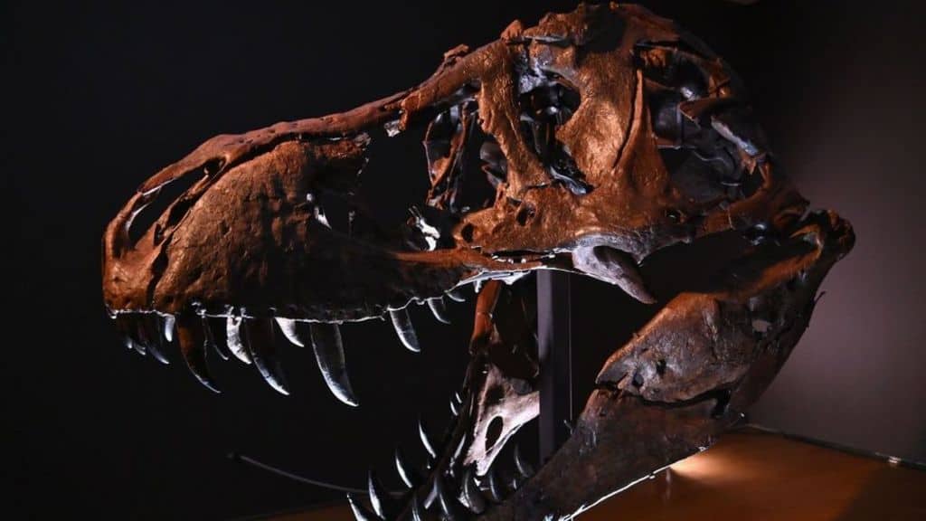 Subastarán raro fósil de dinosaurio entre 5 y 8 mdd