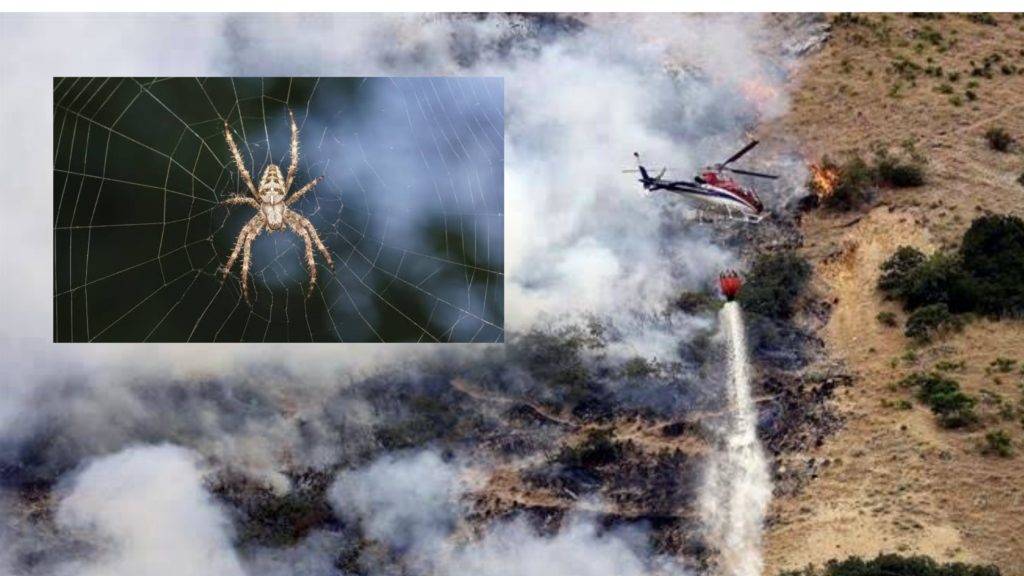 Intento quemar a una araña en EE.UU. provoca incendio forestal