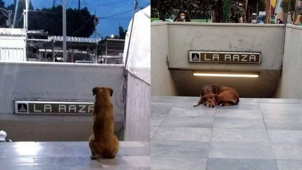 A través de redes sociales circulan las conmovedoras imágenes, del perrito que espera afuera del Metro La Raza a su dueña. 