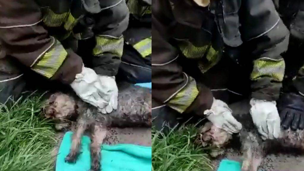 Bomberos reaniman a perrito que estaba atrapado en incendio en la CDMX
