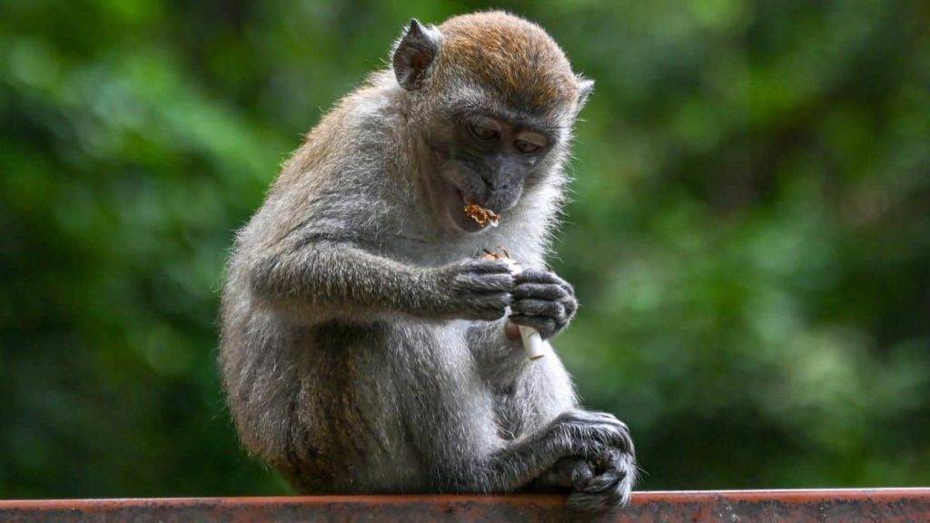 OMS denuncia ataques contra monos en Brasil por viruela