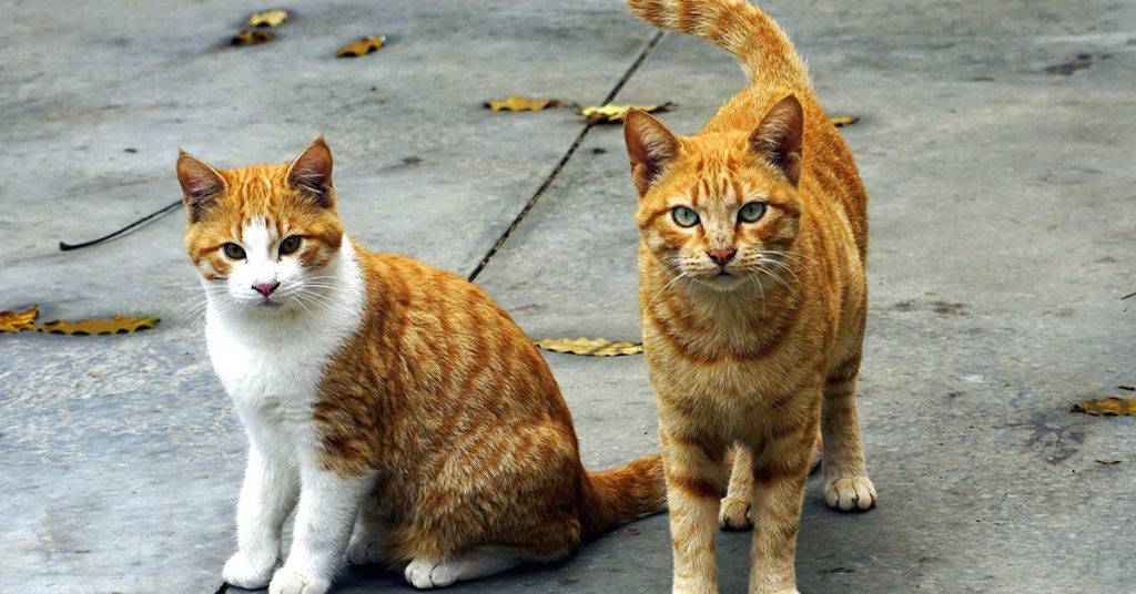 En México hay más de 6 millones de gatos, sin embargo, no todos ellos son llevados al veterinario, ignorando que la leucemia felina es prevenible.