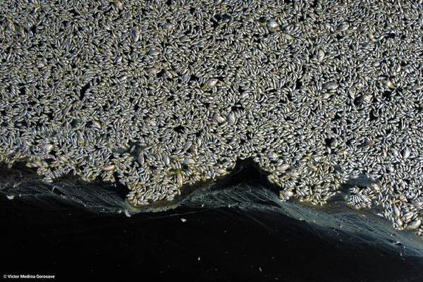 Aparecen miles de peces muertos en la Laguna México en Mexicali