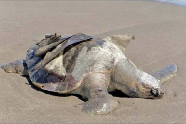 Alarma por tortugas muertas en Chiapas