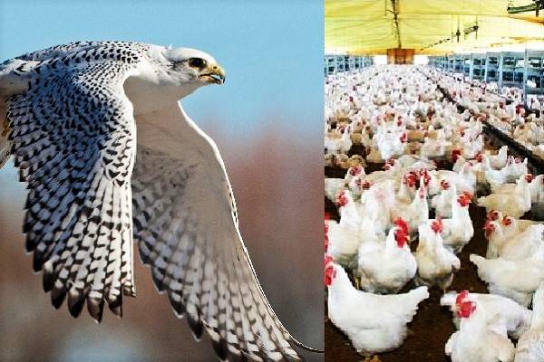 Alerta por caso de influencia aviar AH5N1 en Edomex, alta patogenicidad 