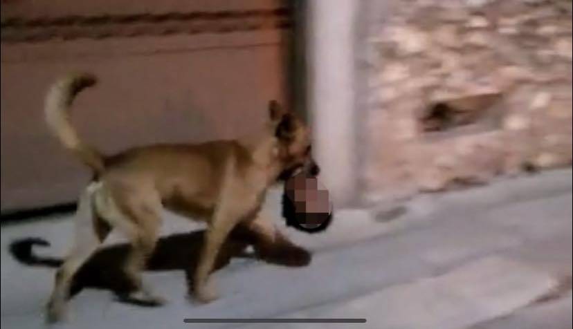Video: “¡Lleva una cabeza humana este perro!”; lomito pasea cabeza en calles de Zacatecas