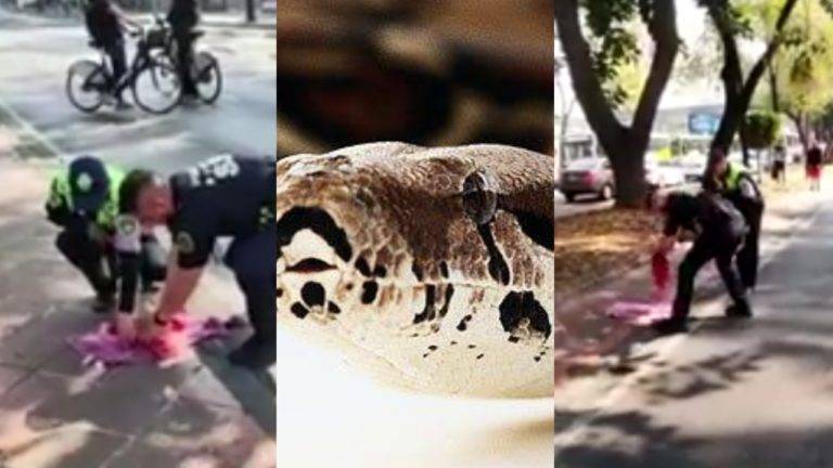 Video: ¡Ay la culebra! Cierran vialidades en la CDMX para rescatar a una boa conscripta