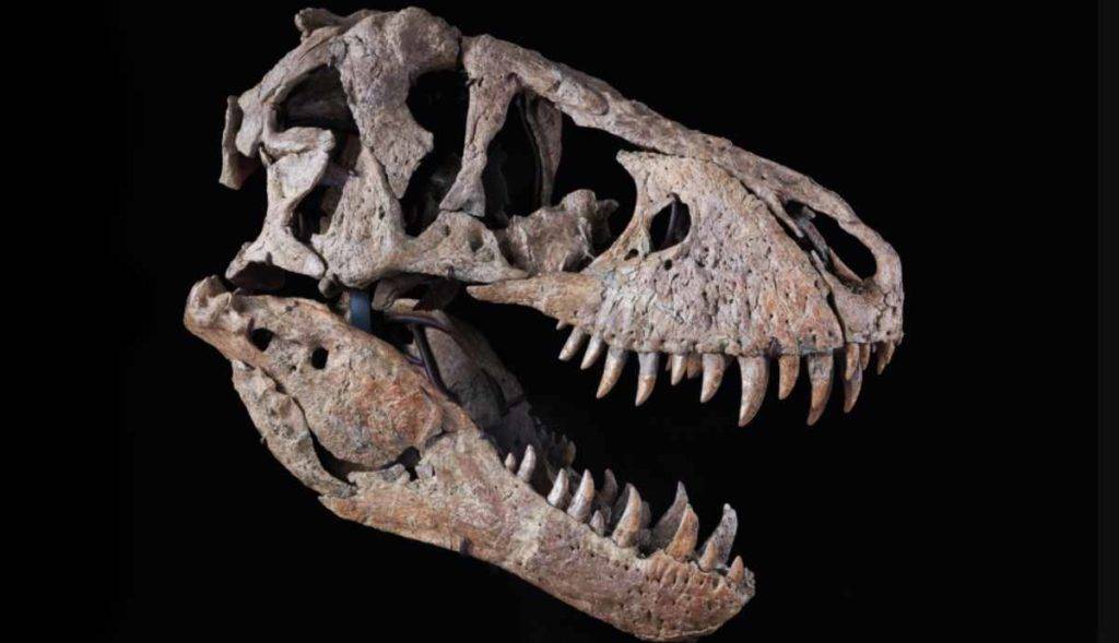 Cráneo de Tiranosaurio Rex