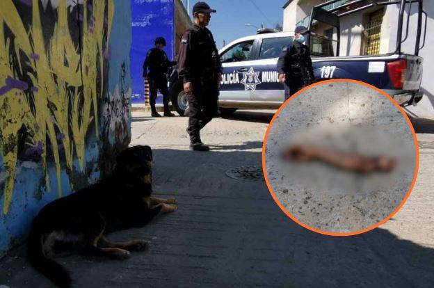 Ahora en Oaxaca; perro pasea brazo humano en calles de la capital