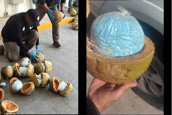 Decomisan cocos con fentanilo en Sonora, suman 300 kilos