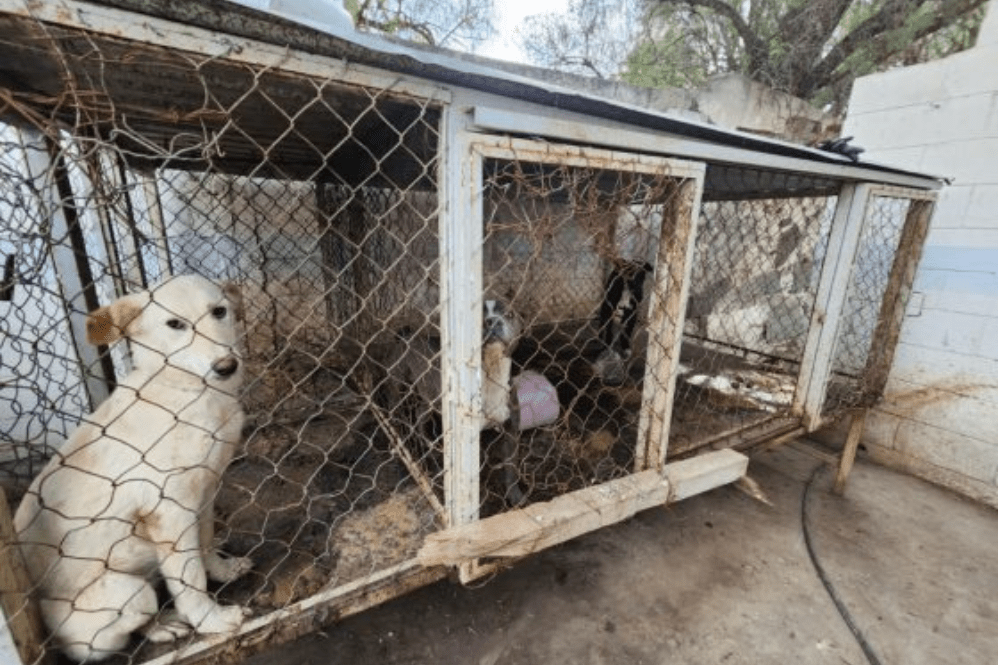 Video: Encuentran fosa clandestina de perritos en el Edomex, rescatan a algunos con vida
