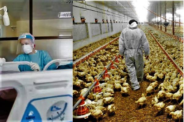 Reportan niña contagiada de influenza aviar de alta patogenicidad