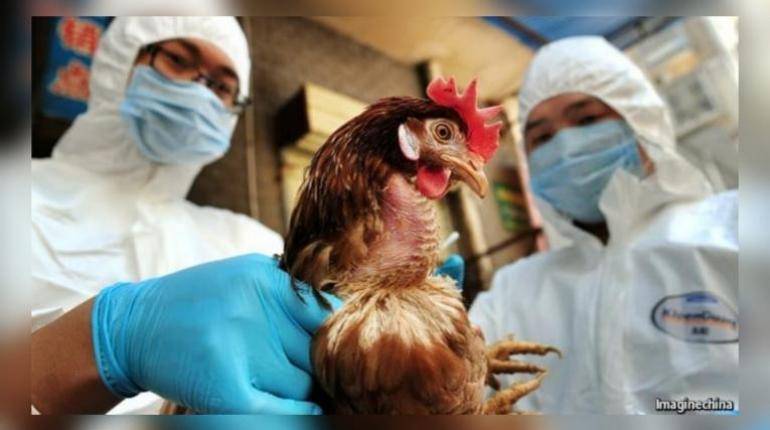Reportan propagación de gripe aviar en Bolivia; sacrifican miles de aves