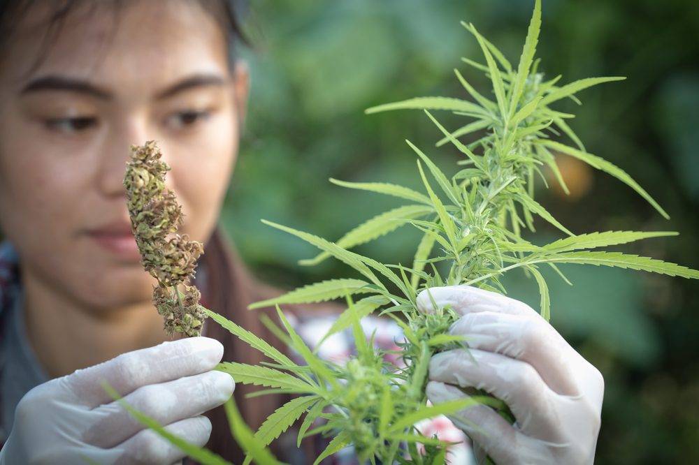 Cofepris autoriza permiso para poder comercializar el cannabis