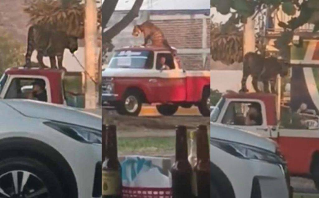 Video: Tigre de bengala sorprende por viajar sobre camioneta en Michoacán
