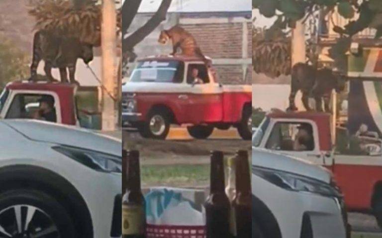 A través de redes sociales se compartió el video donde se ve al tigre de bengala sobre una camioneta en calles de Parácuaro, Michoacán.