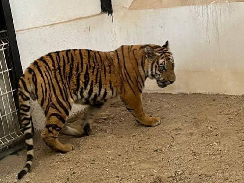 Vecinos de Jalisco alertan sobre un tigre en las calles; autoridades ubican a otros tres