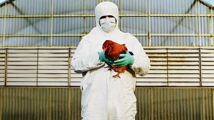 ¿Qué se sabe de la gripe aviar? Esto dijo la OMS tras la muerte de una persona en China