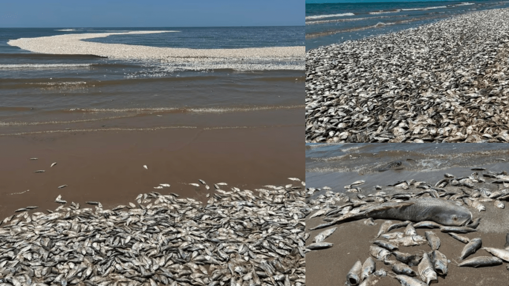 Un peculiar fenómeno causó sorpresa en el mundo cuando miles de peces aparecieron muertos a lo largo de la costa del Golfo en Quintana Beach, Texas.
