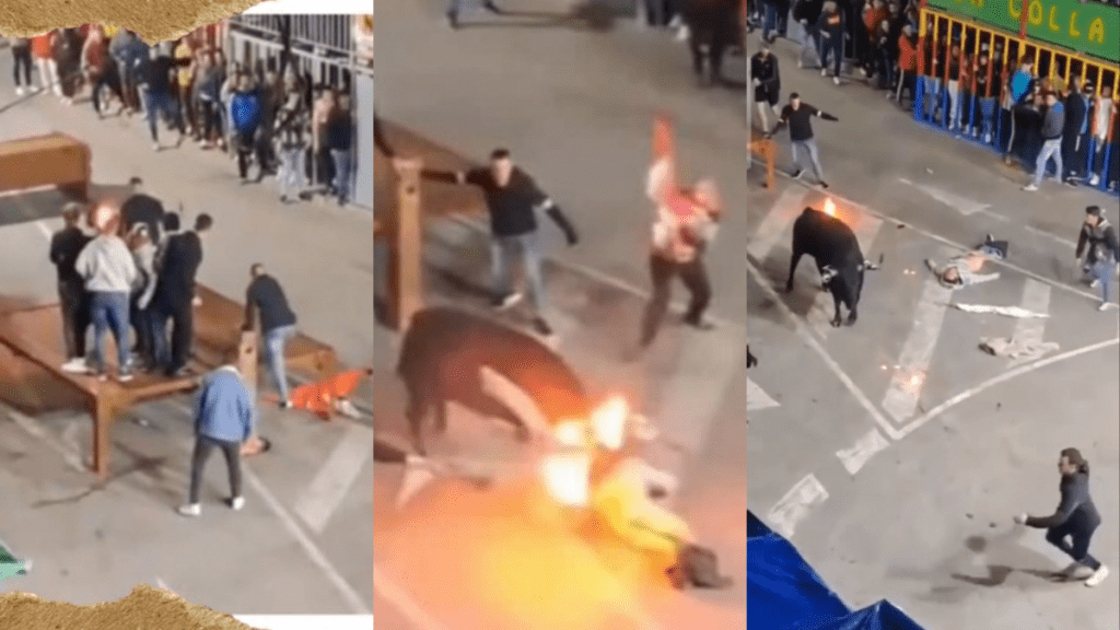 Un video difundido en redes sociales mostró el momento en el que un joven es embestido por un toro en medio de una fiesta taurina.