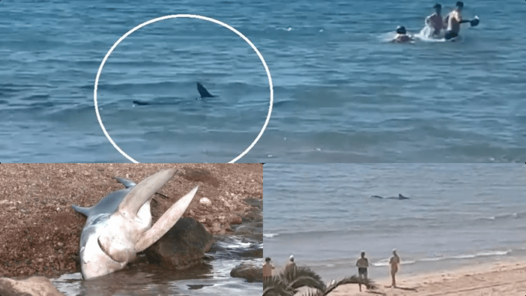 El avistamiento de un tiburón causó pánico entre los bañistas de las playas de Orihuela, pues se le captó nadando a escasos metros de la orilla.