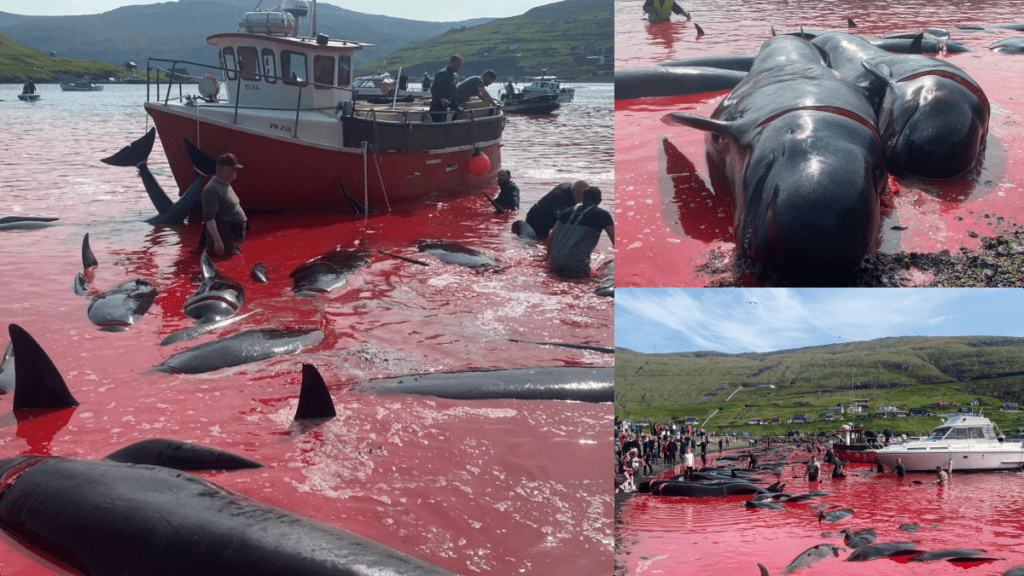 Esta sangrienta tradición dejó como saldo este 2023 a 570 ballenas muertas en las playas de la Isla Feroe, en el Reino de Dinamarca.