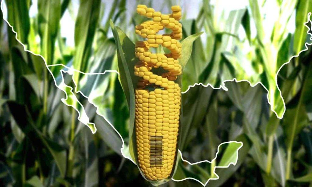 EE.UU. exige consultas comerciales con México por maíz transgénico