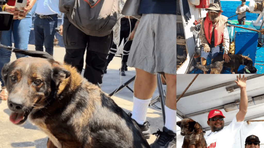 Tim Shaddock, el hombre que fue rescatado por un barco atunero luego de pasar tres meses a la deriva, decidió regalar a Bella, la perrita que lo acompaño en la travesía.