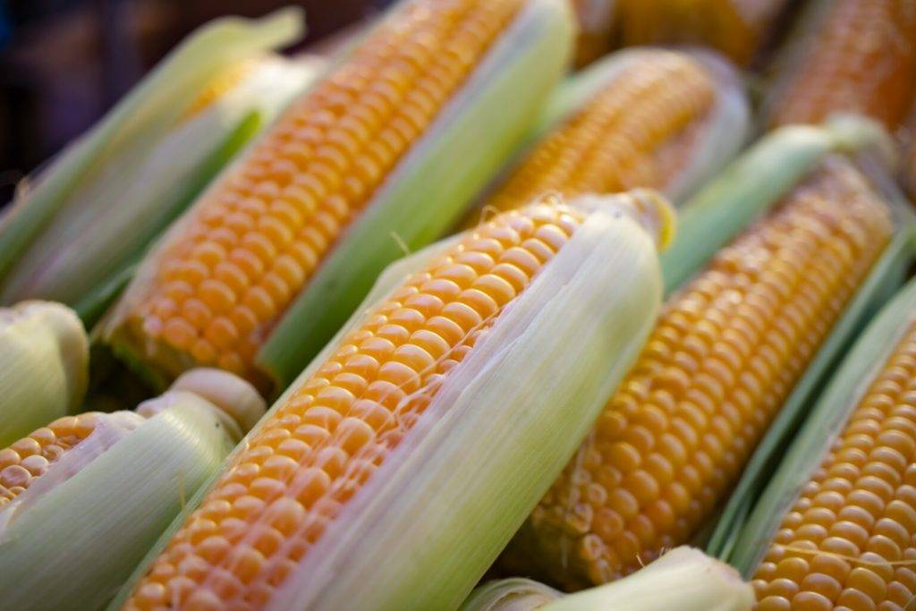 Pese a oposición de EE.UU., México defenderá su postura en el T-MEC por maíz transgénico