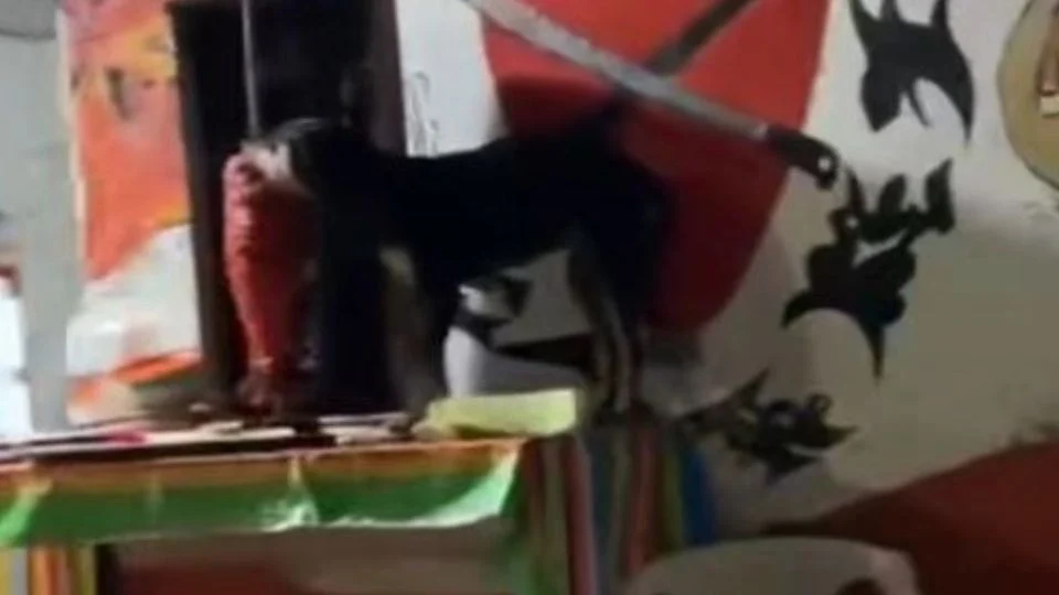Lo que en México se puede llegar a ver y el perrito se hizo viral por la forma en que está disfrutando de la carne de los tacos al pastor.