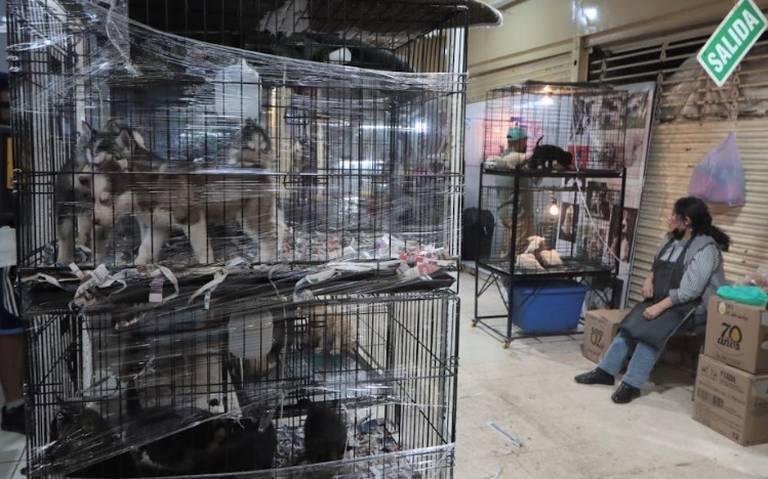 Pese al maltrato, juez niega prohibir la venta de animales en el Mercado de Sonora