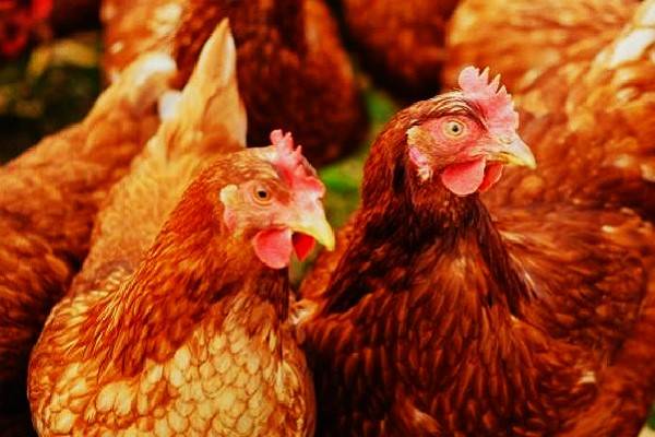 Hong Kong suspendió las importaciones de aves de corral de Estados Unidos, Reino Unido y Polonia con brotes de gripe aviar altamente patógena