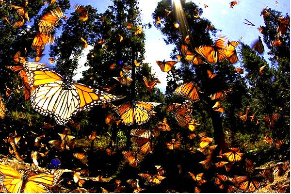 La mariposa monarca redujo su presencia en México a consecuencia de las altas temperaturas y sequías que enfrente el país