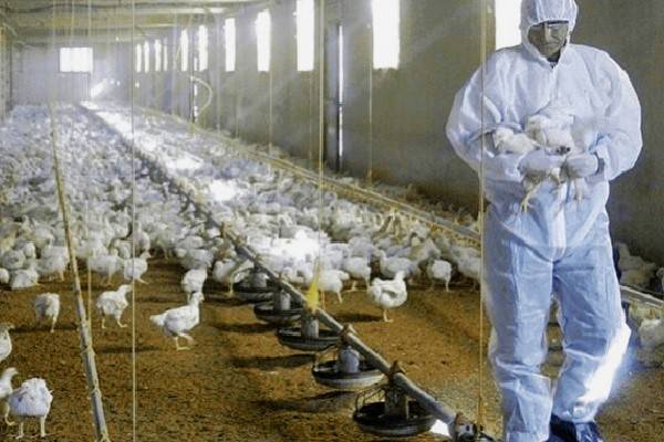 Organización Mundial de la Salud (OMS) señala vigilancia de gripe aviar para evitar propagación a especies más allá de las aves debido a su alta mortandad