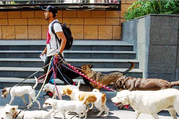 Medio ambiente de CDMX busca llevar un registro de paseadores de perros así como generar los protocolos para un adecuado manejo de animales de compañía
