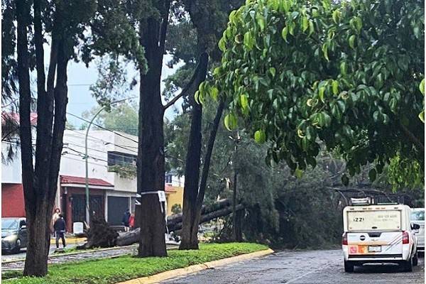 Naucalpan: Caída de árboles en lugares como Satélite, Zona Azul, Bosques de San Mateo, La Florida, Echegaray, Bulevares, en el Parque Naucalli y Nativitas