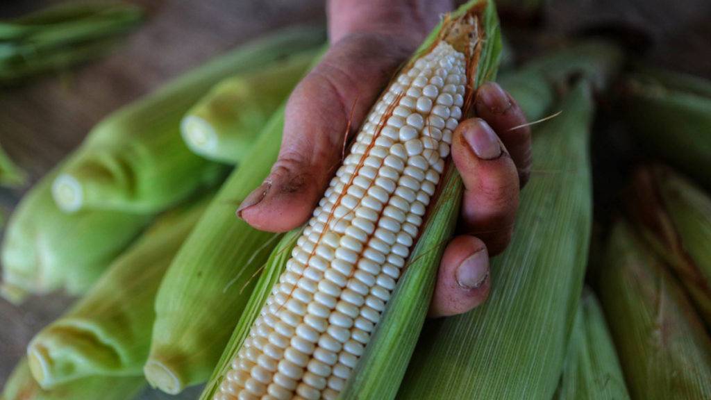 El gobierno de México defiende la soberanía alimentaria, mientras EE. UU. argumenta que la restricción del maíz transgénico viola el T-MEC.