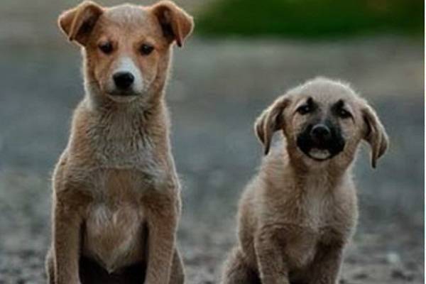 Protección y cuidado animal en dictamen aprobado por la Mesa Directiva del Senado. Modifica artículos 3,4 y 73 de la Constitución