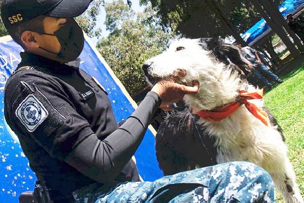 Derechos animales: Expresamente prohibido el maltrato en la Constitución de México. Habrá Ley de cuidados y protección. Educación para empatía