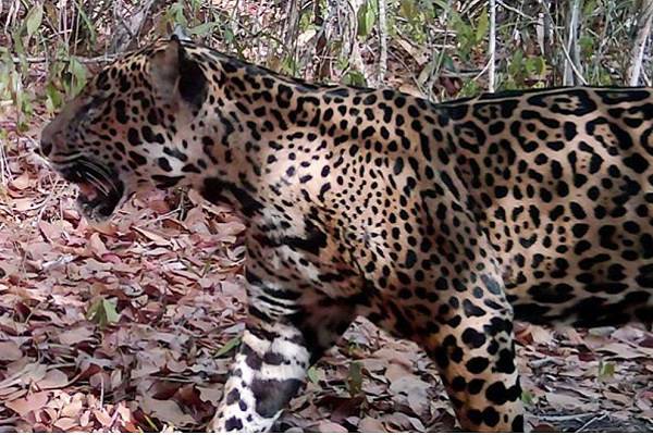 En los últimos seis años los ejemplares de jaguar se han incrementado en un 10% aunque persiste la amenaza por la destrucción de su hábitat