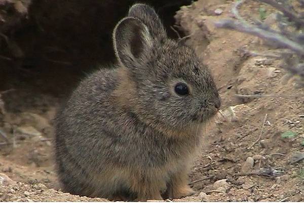 Indicios de que el conejo Teporingo o Zacatuche, desapareció del del Nevado de Toluca. Caza y tala de bosque en sierras nevadas la causa