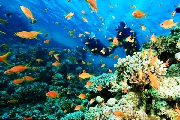 En el marco de la 80 Asamblea ONU, México formalizó su adhesión al instrumento internacional para proteger la diversidad biológica en altamar