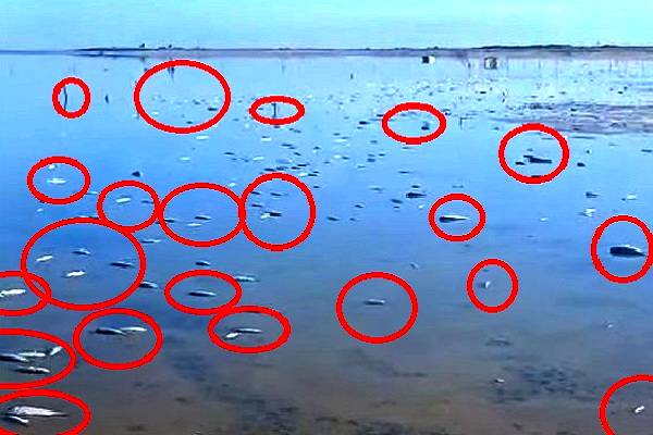 La Laguna Madre se asfixia: muerte masiva de peces y crustáceos. Filmarán documental en Playa Bagdad sobre daños a costas por basura espacial