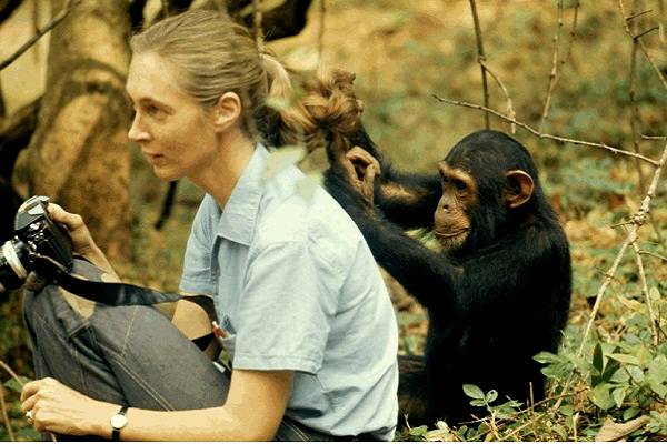 Jane Godall cambió nuestra comprensión de los chimpancés y de nosotros mismos. Falleció en medio de una gira por EE.UU