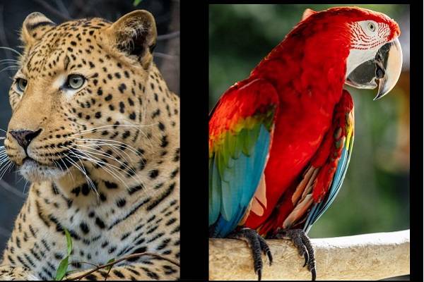 Más de un cuarto de las especies enfrenta peligro de extinción. El 61% de las aves han reducido su población en los últimos años